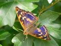 Lesser Purple Emperor (Apatura ilea).jpg